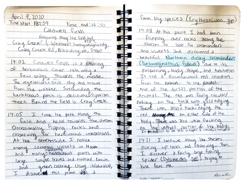 An entry example in Joy Flower's field journal, which documents ecological interactions she encounters at Caldwell Fields and Craig Creek in Blacksburg, Virginia. 